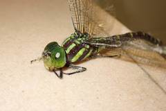 Polycanthagyna erythromelas