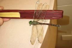 Polycanthagyna erythromelas