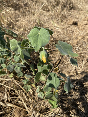 Abutilon grandiflorum