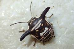 Alcimocoris coronatus