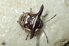 Alcimocoris coronatus