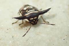 Alcimocoris coronatus