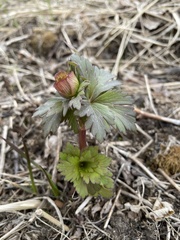 Trollius asiaticus