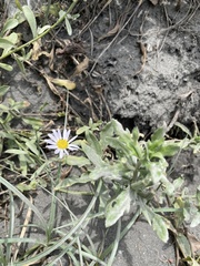 Aster oldhamii
