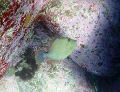 Eubalichthys mosaicus