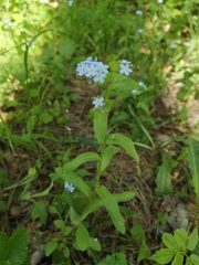 Myosotis sylvatica