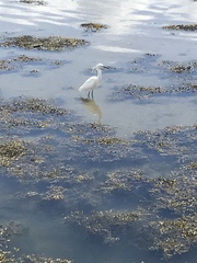 Egretta garzetta