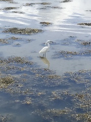Egretta garzetta