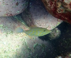 Eubalichthys mosaicus