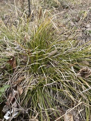 Carex pediformis macroura