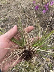 Carex pediformis macroura