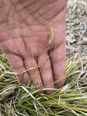 Carex pediformis macroura