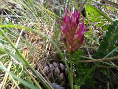 Astragalus incanus
