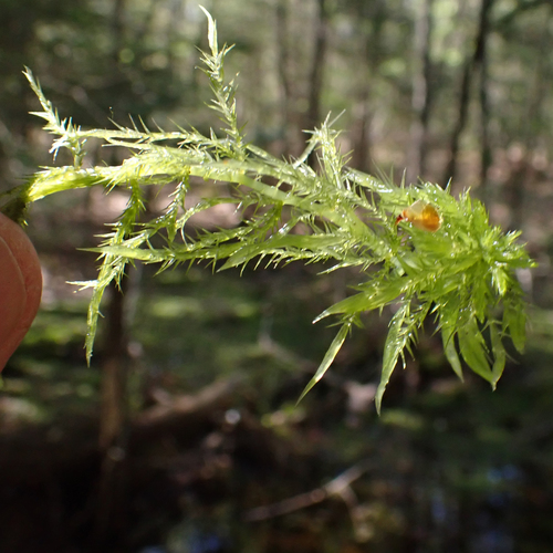 Image of Sphagnum torreyanum by (c) Roger Rittmaster, some rights reserved (CC BY)
