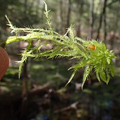 Sphagnum torreyanum