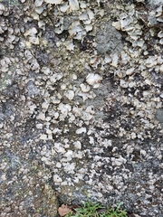 Umbilicaria hirsuta