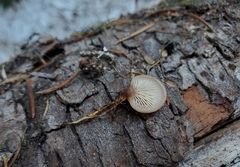 Lentinellus montanus