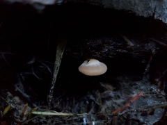 Lentinellus montanus