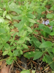 Cruciata glabra krylovii