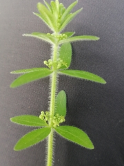 Cruciata glabra krylovii
