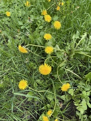 Taraxacum officinale