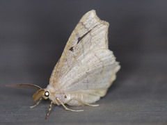 Antepione thisoaria