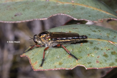 Neoscleropogon