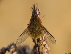 Bombylius canescens
