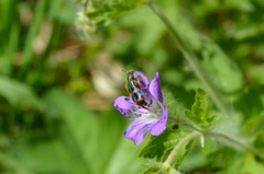 Trichodes ircutensis