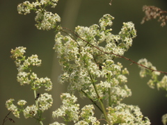 Galium lucidum