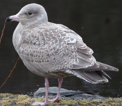 Larus argentatus × hyperboreus