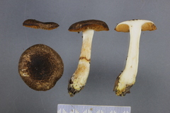 Cortinarius ophryx