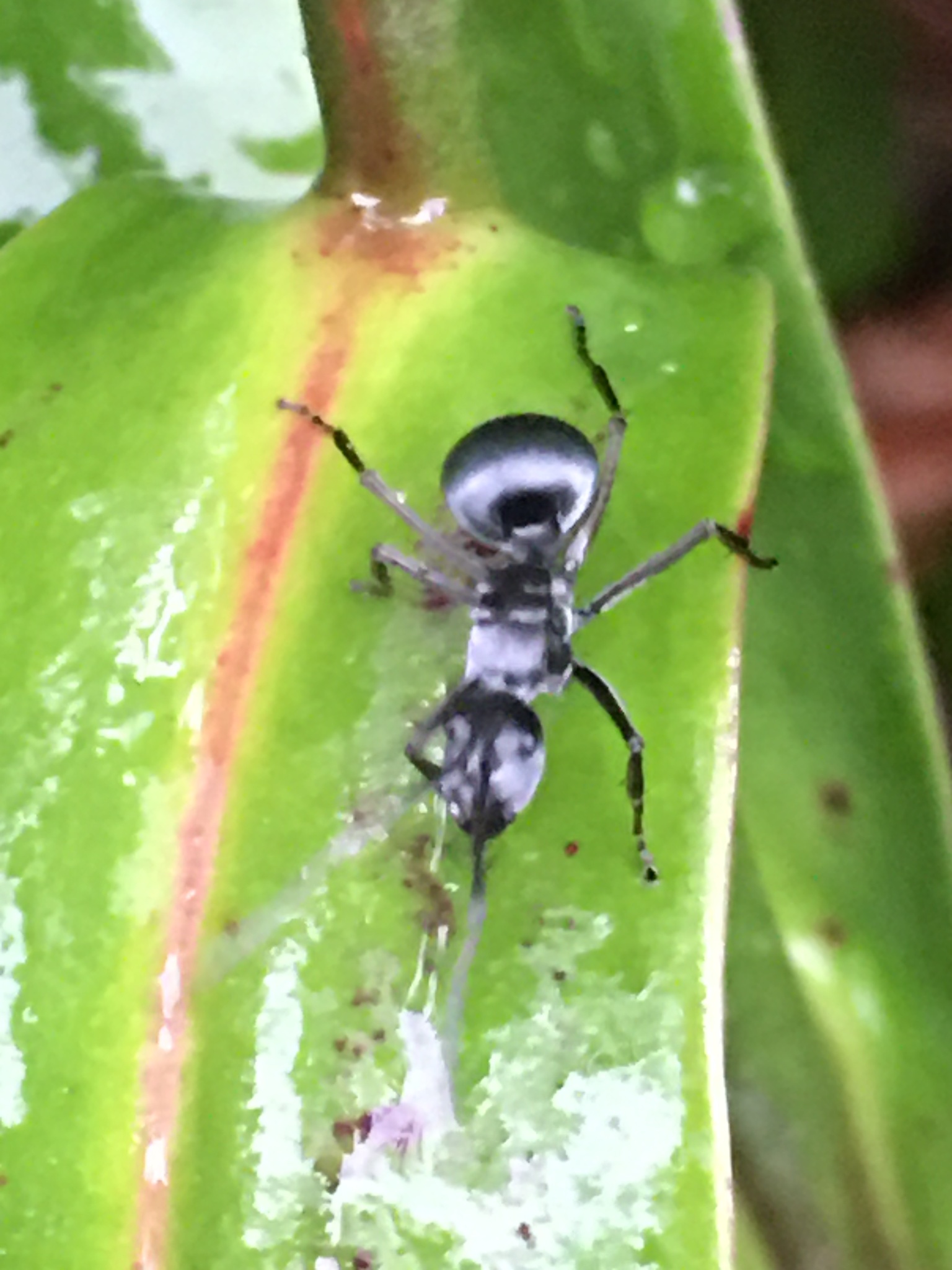 Polyrhachis pruinosa