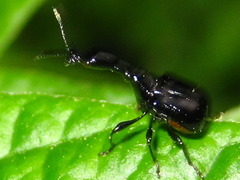 Cycnotrachelus cyanopterus