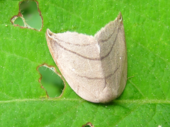 Pseudalbara parvula