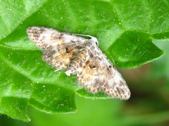Araeopteron amoena