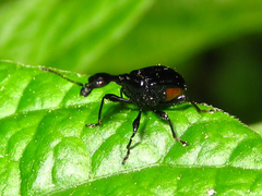 Cycnotrachelus cyanopterus