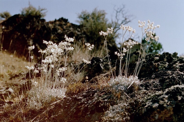 Eriogonum strictum var. strictum