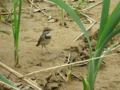 Luscinia svecica