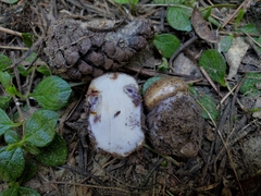 Glaucopodes