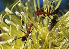 Leptomyrmex rufithorax