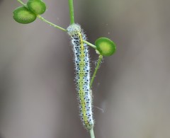 Anthocharis euphenoides