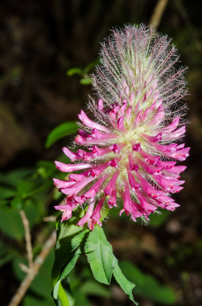 Red Trefoil