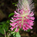 Trifolium rubens - Photo 由 Marco Vicariotto 所上傳的 (c) Marco Vicariotto，保留部份權利CC BY-NC-ND