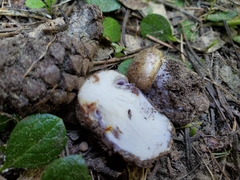 Glaucopodes