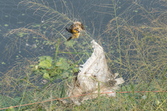 Ploceus hypoxanthus chryseus