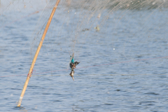 Halcyon smyrnensis perpulchra