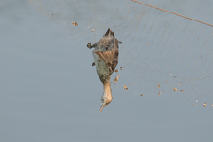 Tachybaptus ruficollis poggei