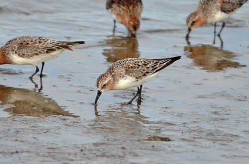 Red-necked Stint