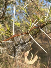 Vachellia exuvialis